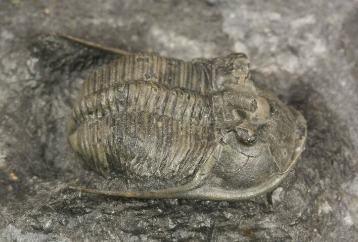 Aulacopleura (Paraaulacopleura) Trilobite - Rare #51864